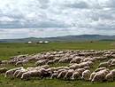 защита животных