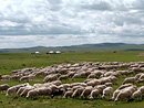 защита животных